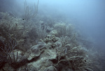 Coral Reef Slope with Gorgonians and Sponges, Bahía de Ponce, Puerto Rico