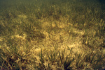 Damaged Turtle Grass Lining the Floor of a Bay, Florida