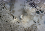 Crab in Shallow Water