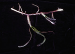 Fragment of Turtle Grass Rhizome