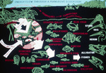 Diagram, Energy Flow Through a Mangrove Ecosystem