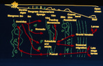 Diagram, Marine Species Movement in Mangroves and Reefs