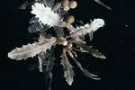 Sargassum Floating in the Ocean