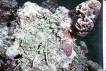 Caulerpa Racemosa and Millepora Squarrosa