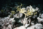 Heavily Bleached Coral Reef