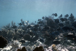 School of Fish Swimming Over a Coral Reef, Looe Key, Florida