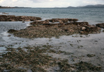 Intertidal Zone with Seagrass and Coral Outcroppings, St. Croix, U.S. Virgin Islands