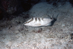 Nassau Grouper