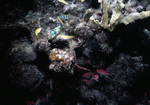 Bluehead Wrasse and Reef Fish Among Coral, Puerto Rico