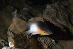 Bicolor Damselfish Among Brain Coral