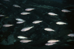 Clepticus Parrae Juveniles, St. Croix, U.S. Virgin Islands