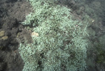 Coral and Green Algae Growth, Bahia de Ponce, Puerto Rico by John C. Ogden