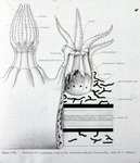 Octocoral Structure by Barnes