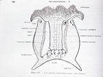 Anemone Structure Diagram by Barnes