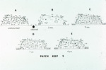 Patch Reef 2, Post-Clearing History by Unknown