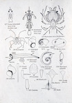 Tropical Plankton Diagram by Unknown