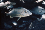 Blue-Striped Grunt Near St. John, United States Virgin Islands