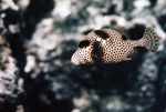 Spotted Trunkfish Swimming in United States Virgin Islands