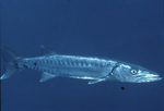 Great Barracuda in St. Croix, United States Virgin Islands