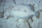 Peacock Flounder Near St. Croix, United States Virgin Islands