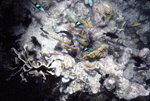 Blueheaded Wrasse, Longfin Damselfish, and Yellow Goatfish in St. Croix, United States Virgin Islands