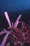 Colonial Tube-sponge and Shelf-Knob Sea Rod Near St. Croix, United States Virgin Islands