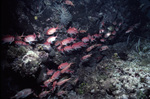 School of Blackbar Soldierfish in St. Croix, United States Virgin Islands