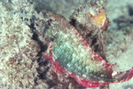 St. Croix Parrotfish Navigating through Coral Near St. Croix, United States Virgin Islands.