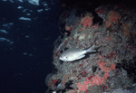 Brown Chromis in St. Croix, United States Virgin Islands