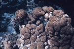 Palythoa Coral Near St. Croix, United States Virgin Islands