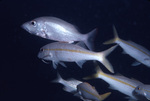 Group of Yellow Goatfish and White Mullet Fish Near St. Croix, United States Virgin Islands