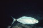 Silver Sweep Fish Near St. Croix, United States Virgin Islands