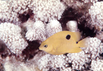 Threespot Damselfish Near St. Croix, United States Virgin Islands