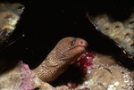 Moray Eel Cane Bay Peering Out of Coral Near St. Croix, United States Virgin Islands