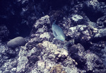 Queen Parrotfish Near St. Croix, United States Virgin Islands