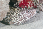 Spotted Moray Hides in Reef Near St. Croix, United States Virgin Islands, A