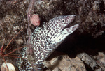 Spotted Moray Hides in Reef Near St. Croix, United States Virgin Islands, B