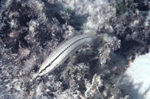 Slippery Dick Fish Swims through Coral Near St. Croix, United States Virgin Islands.