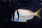 Porkfish Swimming and Passing Coral Near St. John, United States Virgin Islands