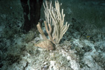 Red Hind Watches Diver Near St. John, United States Virgin Islands