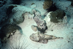 Spotted Scorpionfish and Stone Fish Camouflage Near St. Croix, United States Virgin Islands by John C. Ogden