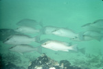 School of Dog Snapper Near St. Croix, United States, Virgin Islands by John C. Ogden