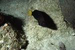 Yellowtail Hamlet Fish Near St. Croix, United States, Virgin Islands by John C. Ogden