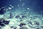 Great Barracuda and  Bar Jack Fish Near St. Croix, United States Virgin Islands