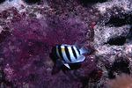 Sergeant Major Fish Gliding Along Wall of Fish Eggs Near St. Croix, United States Virgin Islands by John C. Ogden