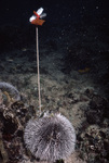 White Sea Urchin Near St. Croix, United States Virgin Islands