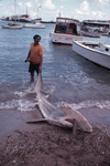 Injured Hammerhead Shark and Person on Shore