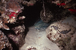 Princess Parrotfish Hiding Inside of Coral Near St. Croix, United States Virgin Islands