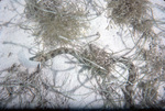 Goldspotted Eel Navigating through Grass in Tague Bay, St. Croix, United States, Virgin Islands by John C. Ogden