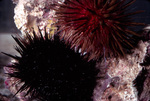 Two Sea Urchins Latching together Near St. Croix, United States Virgin Islands